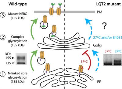 Development of a High-Throughput Flow Cytometry Assay to Monitor Defective Trafficking and Rescue of Long QT2 Mutant hERG Channels